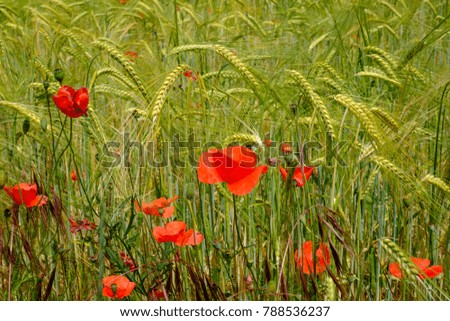 Wheat field with poppies flowers in spring.