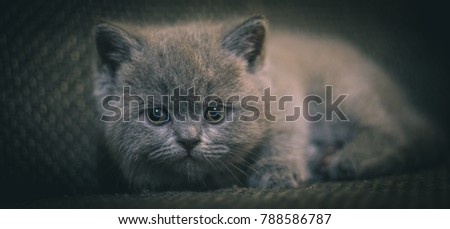 little kitten sad , sad eyes of a small kitten