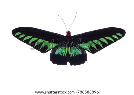 Butterfly : Rajah Brooke's birdwing (Trogonoptera brookiana),birdwing butterfly from Thai-Malay Peninsula. National butterfly of Malaysia. Protected. Isolated on white background. Flying action.