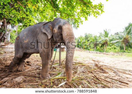 Elephant at the home farm in Sri Lanka