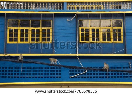 Street monkey walking on the electric wire
with blue house wall and yellow window on the background.