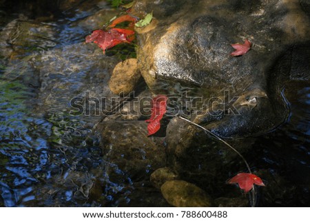 Red maple leaves and pond