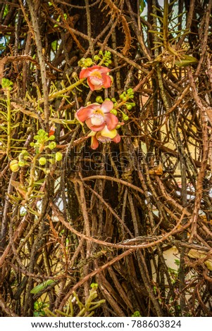 Cannonball tree flowers (Couroupita guianensis)