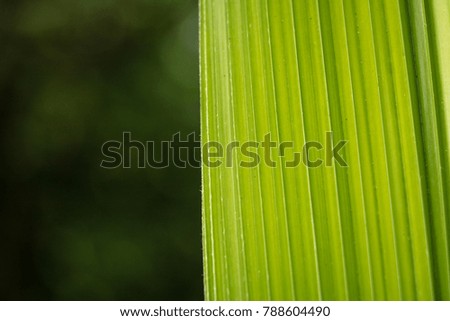 Green leaf surface, background blurred to enter text.