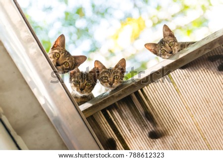 little 4 twin cats on the roof