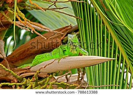 Iguana on coconut tree