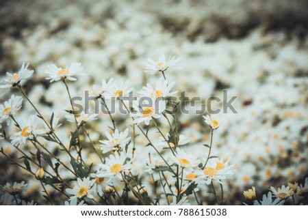 White daisy flower. Royalty high-quality free stock photo image of white daisy flower or Cuc Hoa Mi. Beautiful white daisy flowers with vintage style background, copy space for text and design 