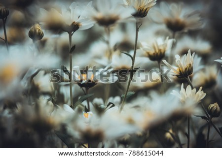 White daisy flower or chamomile. Royalty high-quality free stock photo of white daisy flower or Cuc Hoa Mi. Beautiful white daisy flowers with vintage style background, copy space for text and design 