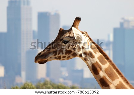 giraffe head with city skyline in background