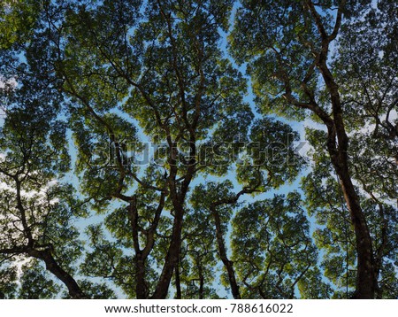 canopy trees crown shyness green nature branches leaves