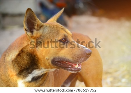 thai dog in the action