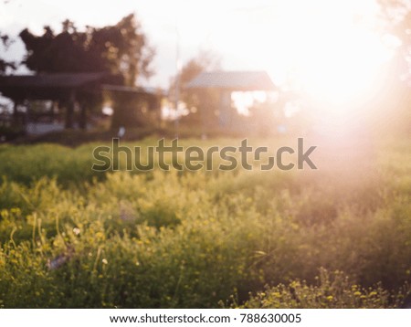 Blur picture of Chrysanthemum yellow field for background