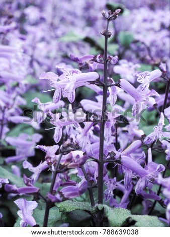 Natural purple flowers
