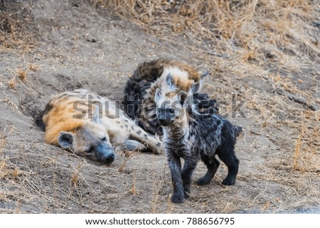 Hyena family near den