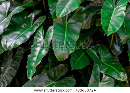 colorful Green Leaves Background Texture