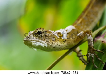 closeup shot of a oriental garden lizard being skinned in nature