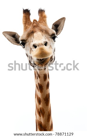 Close-up of a Funny Giraffe on a white background Royalty-Free Stock Photo #78871129