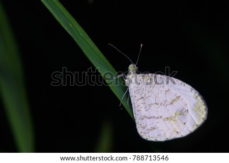 macro shot of a butterfly in nature at night photography