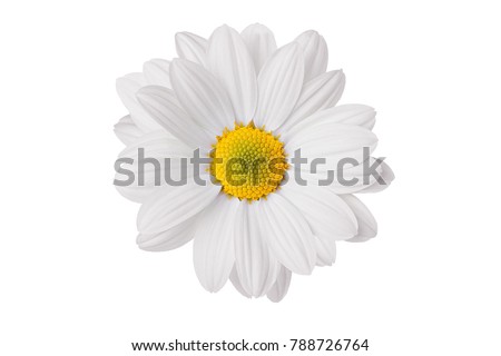 chamomile flower beautiful and delicate on white background Royalty-Free Stock Photo #788726764