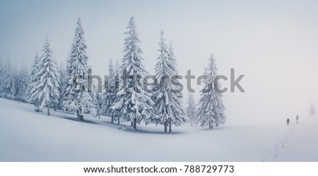 Scenic image of fairy-tale woodland. Frosty day on ski resort. Location Carpathian national park, Ukraine, Europe. Picture of great moment. Concept of active tourism. Discover the beauty of earth.