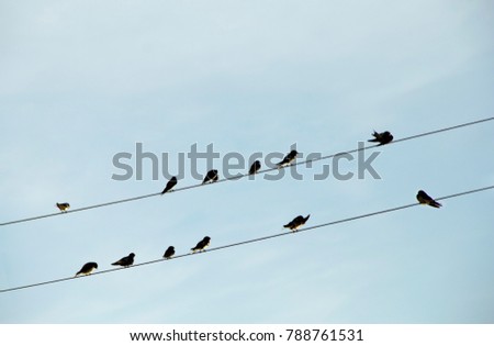 Family flock bird martin sit on cable. With space and sky background.