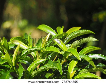 Close-up of green leaves with nature background in the garden