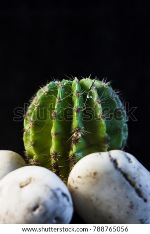 Cactus Background. Cactus. Macro cactus thorns. Cactus thorns