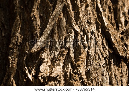 Bark from a tree as a background