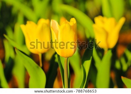 Beautyfull yellow tulips flower 