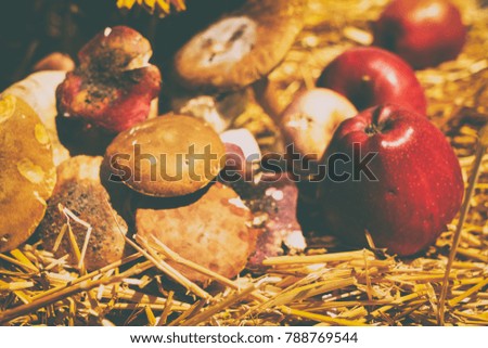 Mushrooms and apples on the hay