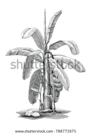 Banana tree botanical hand drawing vintage clip art