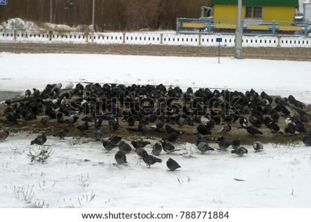 A flock of birds, a lot of pigeons are basking in the sewer hatch, white snow. Winter holiday background