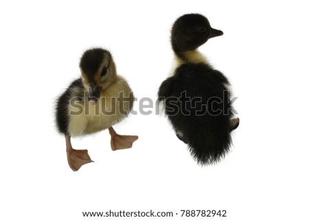 Two ducks walk together.
