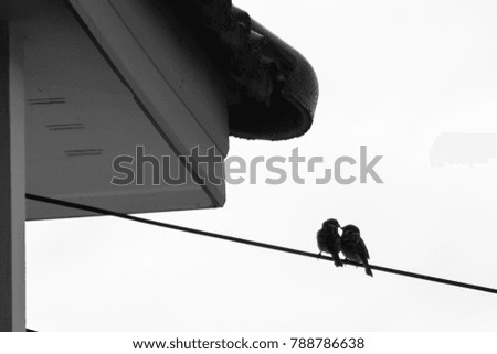 silhouette lovely bird couple on the cable with white background
