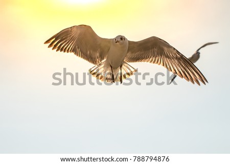Seagulls fly in the sky to find food. The sun is shining from the sun down to Bangpoo, Thailand.