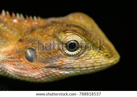 closeup view of a oriental garden lizard in nature