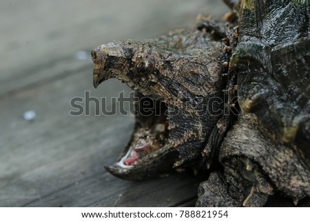 Alligator Snapping Turtle wallpaper background