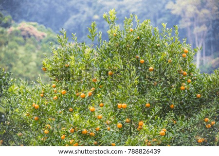 Hanging oranges on branch in the orange garden with selective focus