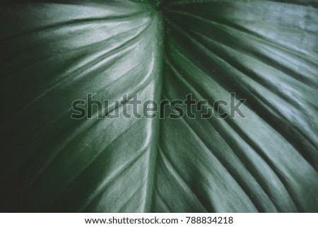 Tropical leave background. Flat lay