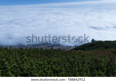 Green mountain forest landscape. Mountain forest in clouds landscape.