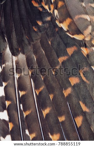 wing background of bird closeup