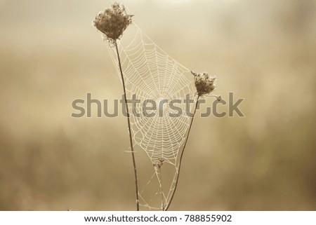 Autumn abstract background with dry plant at sunrise with web, vintage retro image