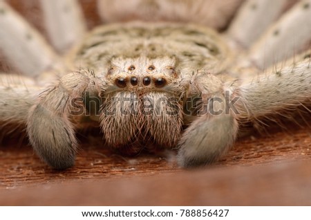 Holconia Spider from Australia