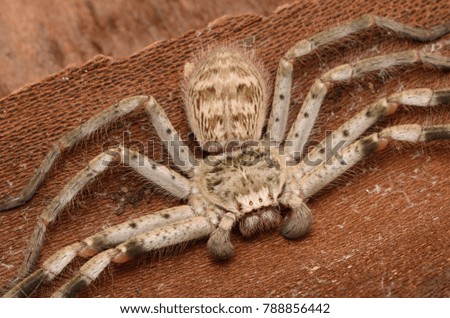 Holconia Spider from Australia