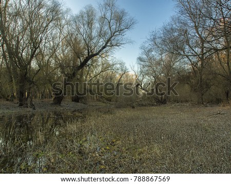 Grove in Old Danube swamp in Tulcea, Dobrogea, Romania on a warm winter day