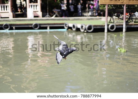 Pigeons fly freely are swooping down to feed on the water.