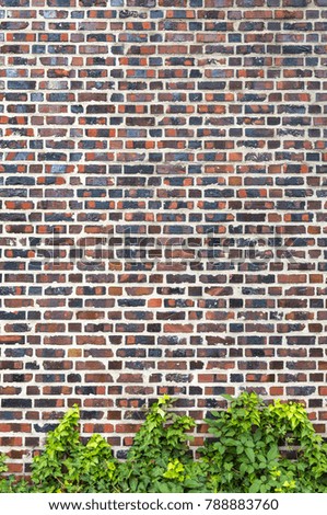 Brick wall and Ivy