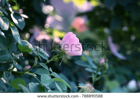 Rose flower closeup. Spring flower of pink rose. Closeup of pink rose spring flower. Spring flower background