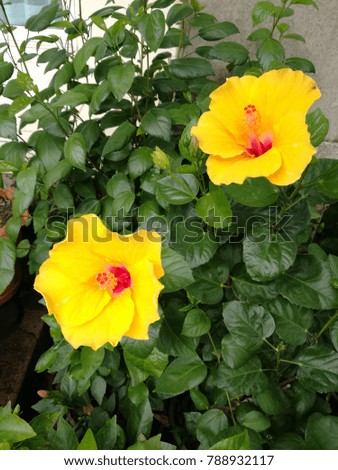 Two beautiful yellow hibiscus flowers  bloom with green leaf background.