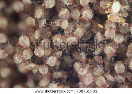 A magnification of a lot of dust mites Royalty-Free Stock Photo #788935981